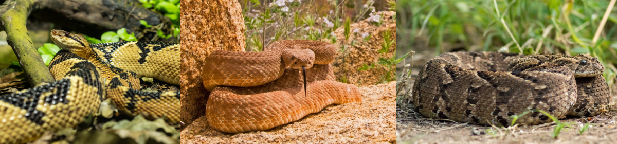Global Snake Educator's Network
